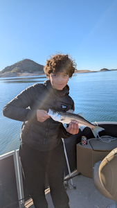 Nice Lake Pleasant striped bass caught jigging and trolling!
