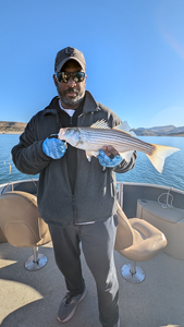 Beautiful Lake Pleasant striped bass caught jigging and trolling!
