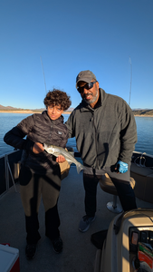 Nice Lake Pleasant striped bass on light tackle!