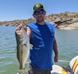 Largemouth Bass caught while fishing in Arizona