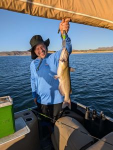 A huge white catfish caught by a person in Morristown