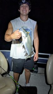 Striped bass caught fishing in Morristown AZ