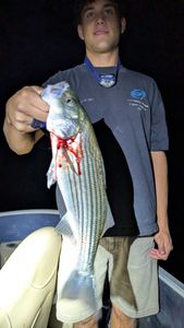 Striped bass catch from Morristown AZ fishing trip
