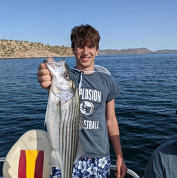 Striped bass caught in AZ