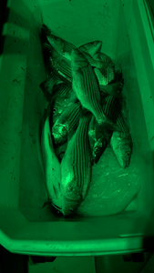 Nice striped bass from today's jigging and trolling session!