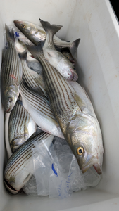 Nice striped bass on jigging and trolling with light tackle today!