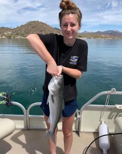 Striped bass fishing in Arizona