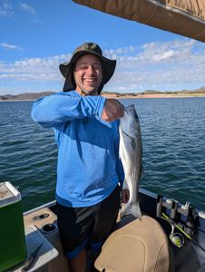 Striped bass caught fishing in AZ