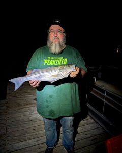 Striped bass caught while fishing in AZ