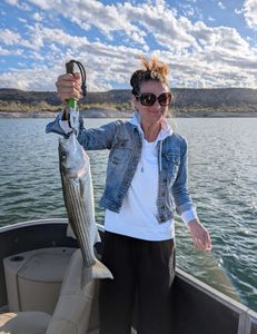 Striped Bass caught while fishing in AZ