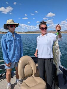 Striped bass caught in AZ