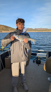 Beautiful striped bass from Lake Pleasant!