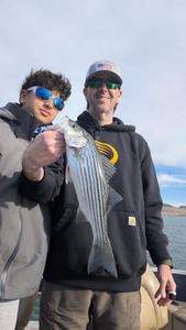 Nice Lake Pleasant striped bass on light tackle!