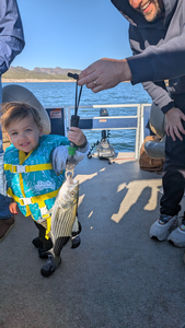 Beautiful Lake Pleasant striped bass on deck!