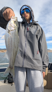 Nice Lake Pleasant striped bass caught jigging and trolling!