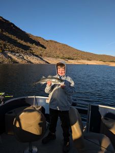 Striped bass caught while fishing in Morristown