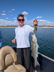 Striped Bass catch in Morristown