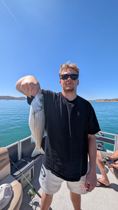 Reeling in success with this beautiful Striped Bass!