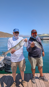 Reeling in a pair of striped bass on a clear day in Peoria!