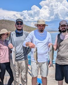 3 striped bass caught fishing in AZ
