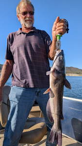 Nice white catfish caught jigging and trolling with light tackle in clear conditions!