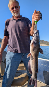Nice white catfish using jigging and trolling with light tackle at Scorpion Bay Grill!