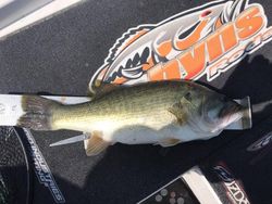 White bass fishing in Lake Fork, TX