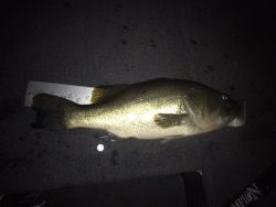 Largemouth Bass caught in Alba