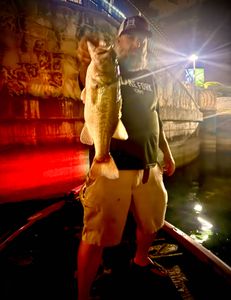 Largemouth bass caught in Alba