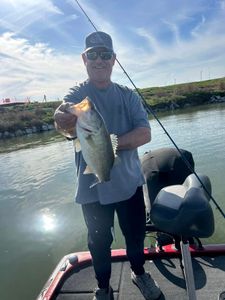 Largemouth Bass, 15 inches, fishing in TX