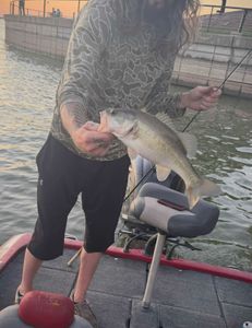 Largemouth bass caught in TX