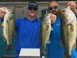 Three large largemouth bass caught while fishing in Alba