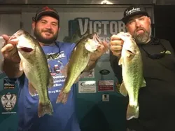 Three largemouth bass caught while fishing in Alba