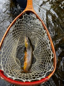 A great fishing trip in Arlington