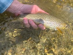 Angler enjoying fishing in VT
