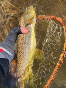 Angling adventure in Arlington
