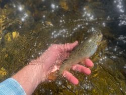 Fishing in VT
