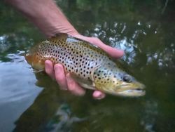 Photograph of a sea trout caught during fishing at an unknown location