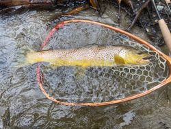 A rainbow trout in Arlington