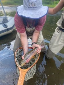 Photograph of a sea trout caught while fishing in Arlington