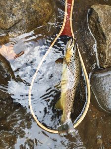 Sea trout fishing in Arlington
