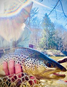 Photograph of a sea trout caught while fishing in Arlington