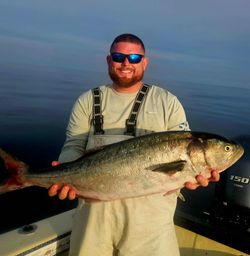 Bluefish, 33 inches, caught in Sneads Ferry