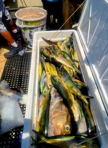 Two fishing hooks in the waters of North Carolina