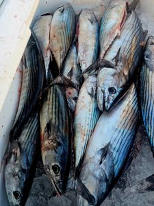 Five Atlantic Bonito fish caught in Sneads Ferry