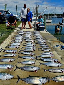 5 Atlantic Bonito fish caught in NC