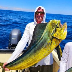A fisherman holds a large mahi mahi or common dolphinfish in NC