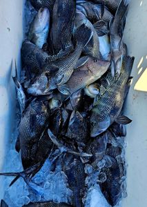 Three sea bass caught in Sneads Ferry