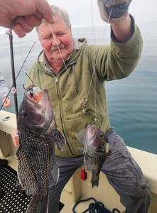 Two sea bass caught while fishing in Sneads Ferry