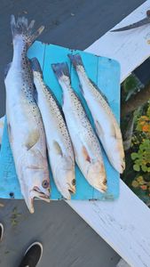 Trout Fiesta In Folly Beach!